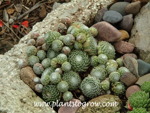 Cobweb Hens and Chicks (Sempervivum arachnoideum) 
These plants are growing in a Hypertufa trough.